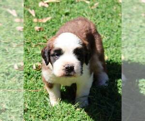 Saint Bernard Puppy for sale in TURLOCK, CA, USA