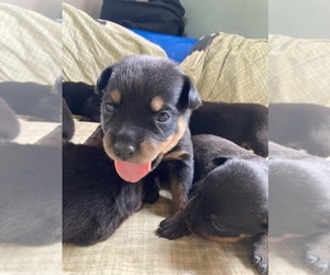 Rottweiler Puppy for sale in WASHBURN, WI, USA