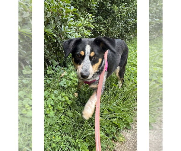 Medium Photo #6 Mutt Puppy For Sale in Greenbelt, MD, USA