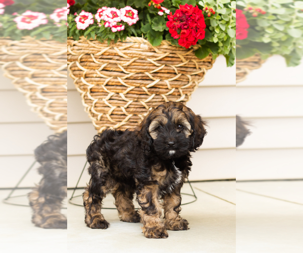 Medium Photo #6 Cocker Spaniel-Poodle (Miniature) Mix Puppy For Sale in MILLERSBURG, IN, USA