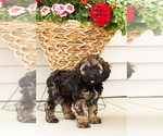 Small #5 Cocker Spaniel-Poodle (Miniature) Mix