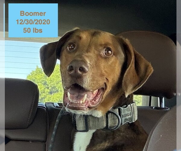 Medium Photo #8 Doberman Pinscher-Rhodesian Ridgeback Mix Puppy For Sale in West Hollywood, CA, USA