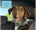 Small #7 Doberman Pinscher-Rhodesian Ridgeback Mix