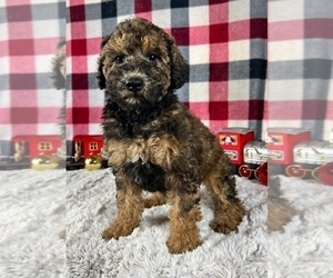 Poodle (Miniature) Puppy for sale in GREENWOOD, IN, USA