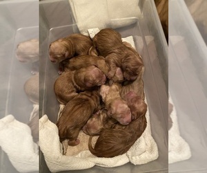 Golden Retriever Puppy for sale in PEORIA, AZ, USA