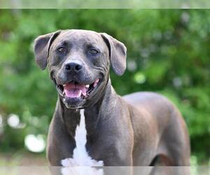 Catahoula Leopard Dog-Labrador Retriever Mix Dogs for adoption in Tavares, FL, USA