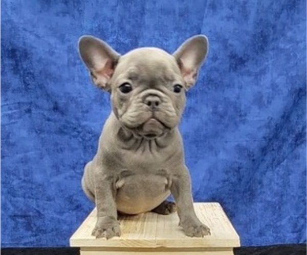 Medium Photo #2 French Bulldog Puppy For Sale in BLAKESBURG, IA, USA