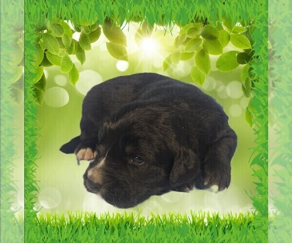 Medium Photo #4 Golden Mountain Dog Puppy For Sale in BLACK FOREST, CO, USA
