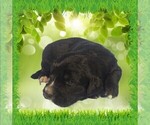 Small Photo #4 Golden Mountain Dog Puppy For Sale in BLACK FOREST, CO, USA