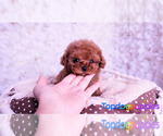 Small Photo #1 Poodle (Toy) Puppy For Sale in FULLERTON, CA, USA