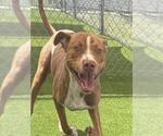 Small #1 Staffordshire Bull Terrier Mix