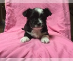 Small Photo #4 Chihuahua-Chorkie Mix Puppy For Sale in BATTLE CREEK, MI, USA