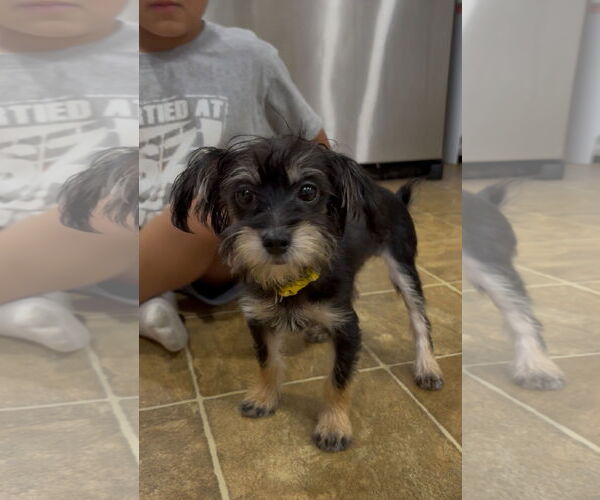 Medium Photo #1 Mutt Puppy For Sale in Wheaton, IL, USA
