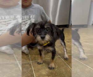 Mutt Dogs for adoption in Wheaton, IL, USA