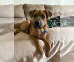 Small #3 Mutt
