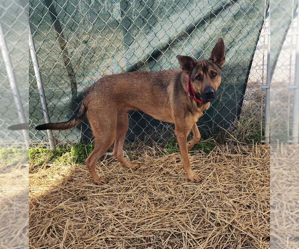 Medium Photo #1 German Shepherd Dog-Unknown Mix Puppy For Sale in Evansville, IN, USA