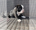 Small Boston Terrier