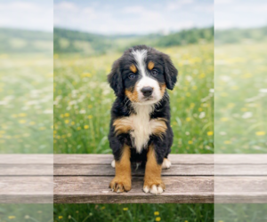 Bernese Mountain Dog Puppy for sale in DUNDEE, OH, USA