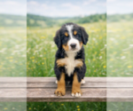 Image preview for Ad Listing. Nickname: Jagger