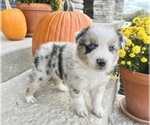 Small #1 Australian Shepherd