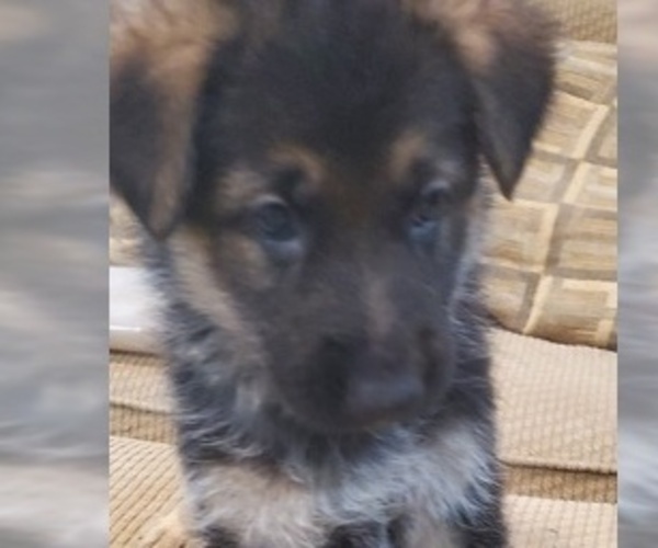 Medium Photo #2 German Shepherd Dog Puppy For Sale in CLINTON, MD, USA