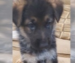 Small Photo #2 German Shepherd Dog Puppy For Sale in CLINTON, MD, USA