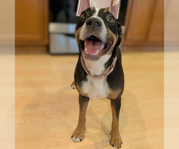 Medium Photo #5 Mutt Puppy For Sale in Vail, AZ, USA