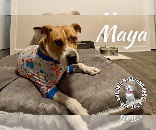 Medium Photo #2 American Staffordshire Terrier-Boxer Mix Puppy For Sale in Omaha, NE, USA