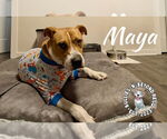 Small #1 American Staffordshire Terrier-Boxer Mix