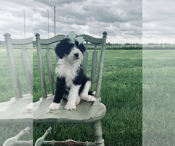 Medium Photo #2 Sheepadoodle Puppy For Sale in DADEVILLE, MO, USA