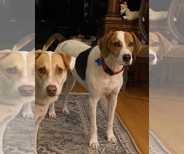 Medium Photo #13 English Coonhound-Harrier Mix Puppy For Sale in Minneapolis, MN, USA