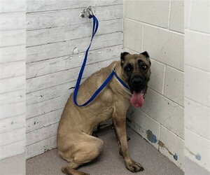 Mutt Dogs for adoption in San Bernardino, CA, USA