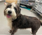 Small Poodle (Miniature) Mix