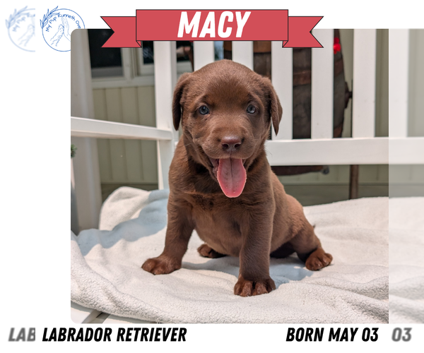 Medium Photo #36 Labrador Retriever Puppy For Sale in GOSHEN, IN, USA