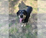 Small #4 Rottweiler Mix