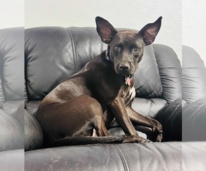 Brandy - Female Mutt Dog for Adoption - Photo #3