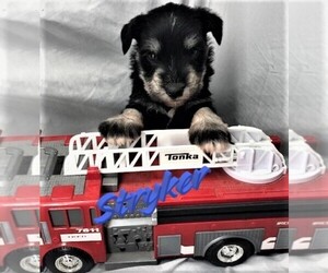 Schnauzer (Miniature) Puppy for sale in LECOMA, MO, USA