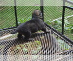 Small Photo #10 German Shepherd Dog Puppy For Sale in POWDER SPRINGS, GA, USA