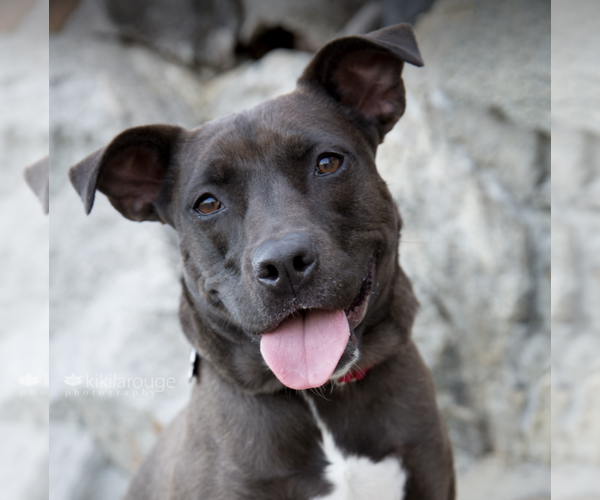 Medium Photo #1 American Pit Bull Terrier-Labrador Retriever Mix Puppy For Sale in Boston, MA, USA