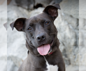 American Pit Bull Terrier-Labrador Retriever Mix Dogs for adoption in Boston, MA, USA