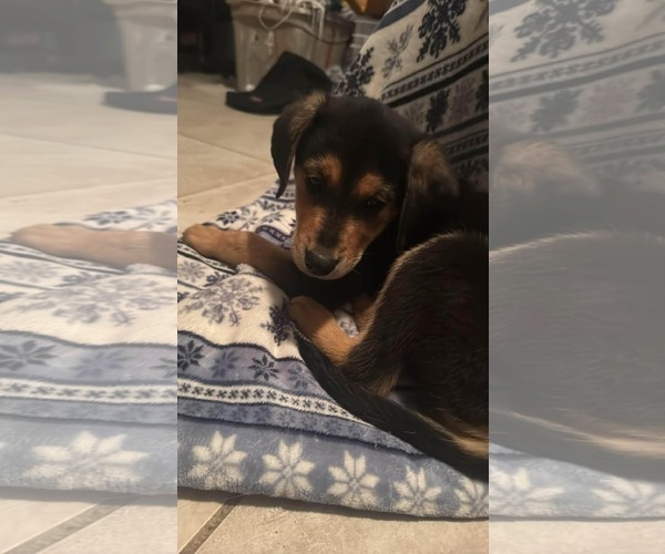 Medium Photo #3 Rottweiler-Unknown Mix Puppy For Sale in Holly Springs, NC, USA