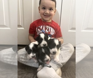 Coton de Tulear Litter for sale in DALLAS, TX, USA