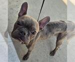 Small French Bulldog Mix