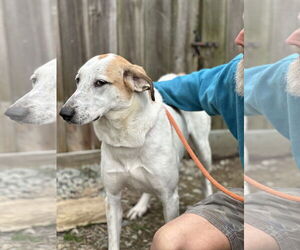 Fantasia - Female Mutt Dog for Adoption - Photo #5
