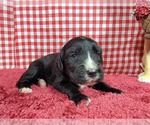 Small Photo #9 Golden Mountain Dog Puppy For Sale in BLACK FOREST, CO, USA