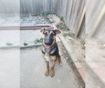 Small #2 German Shepherd Dog