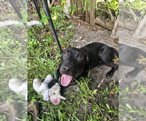 COURTESY POST: Pepper - Female Labrador Retriever-Unknown Mix Dog for Adoption - Photo #2