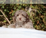 Small #9 ShihPoo