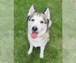 Small #4 Huskies  Mix