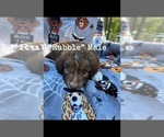 Small Photo #5 Aussiedoodle Puppy For Sale in LEBANON, MO, USA